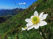 42 Pulsatilla alpina (Anemone alpino)